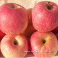 Fresh red star apples